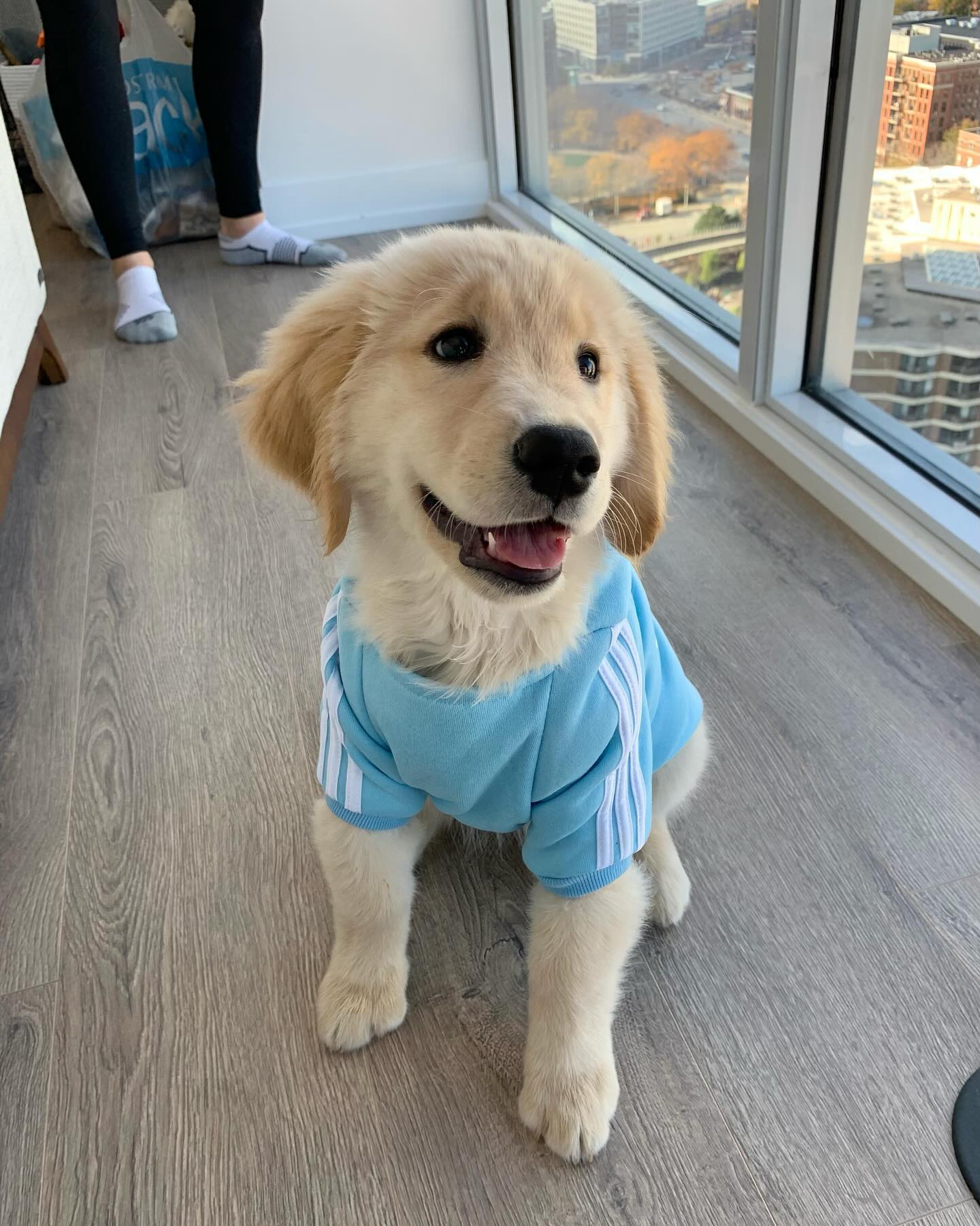 golden retriever puppy